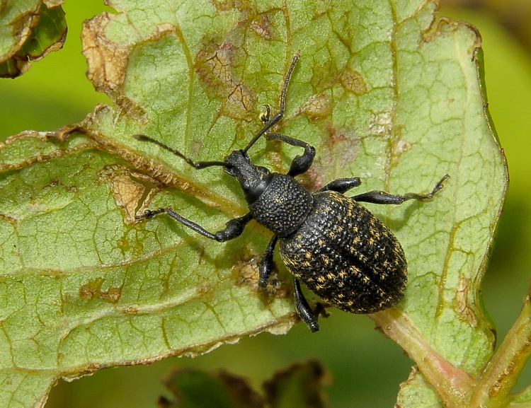 Curculionidae inglese - Otiorhynchus sulcatus